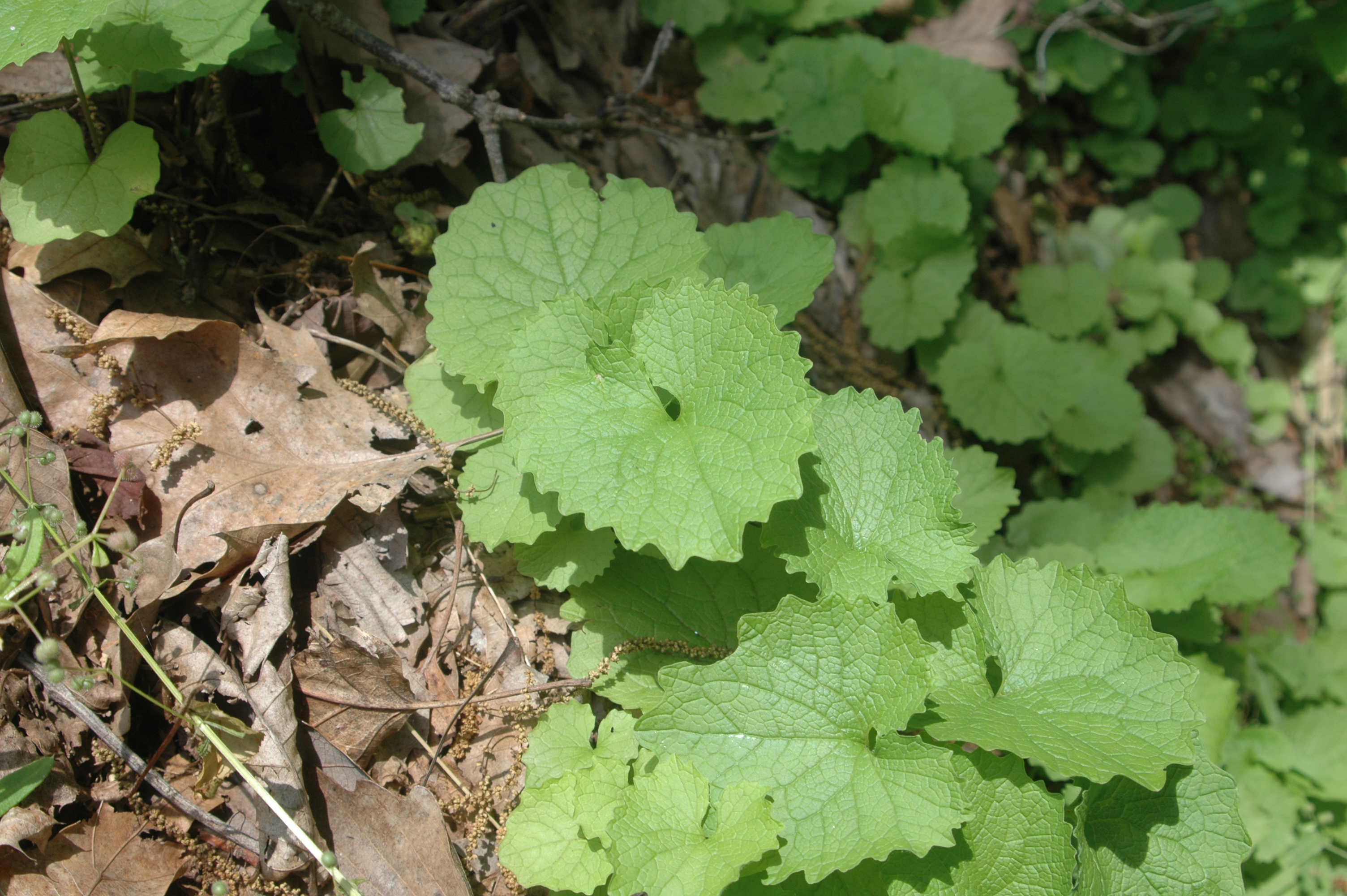 green plant with kidney shaped leaves